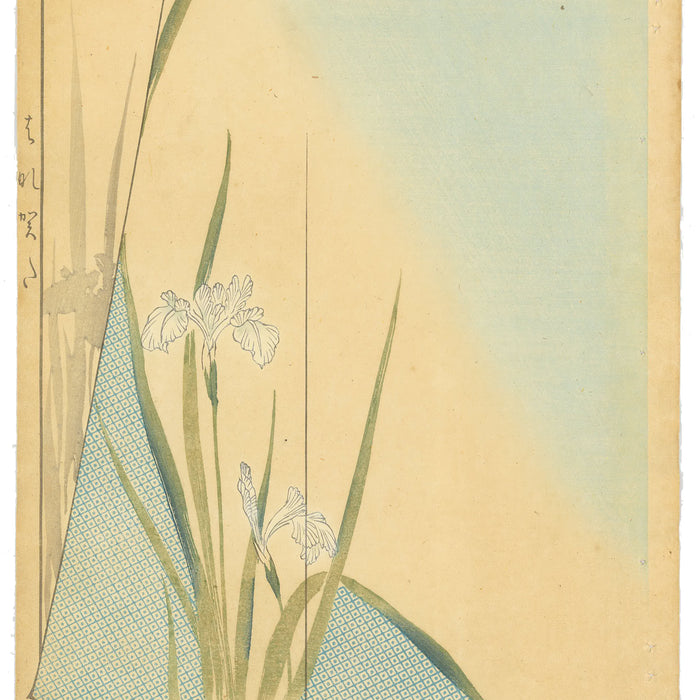 The White Iris